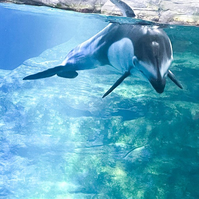 海遊館のtwitterイラスト検索結果