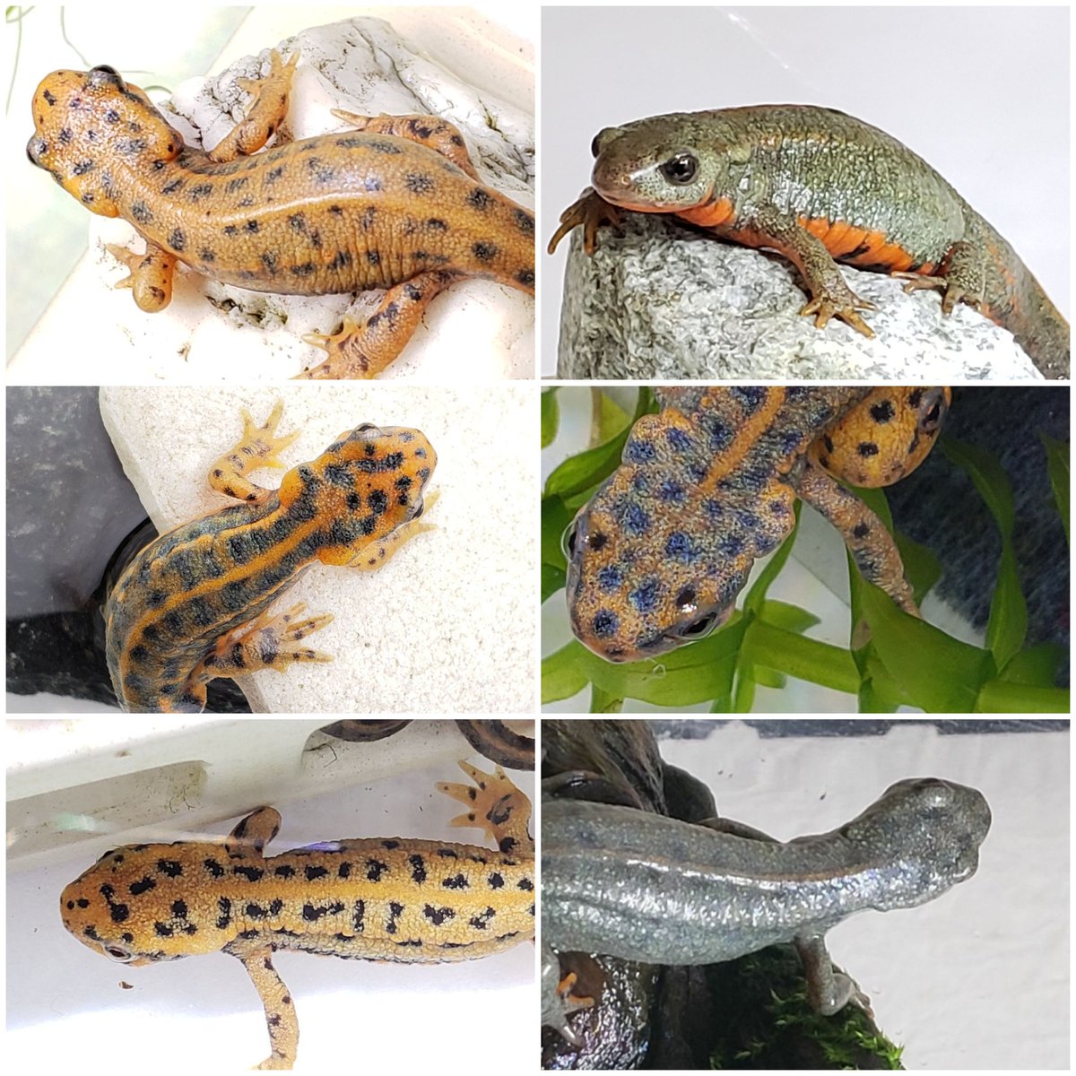 アカハライモリCB生産者である私の繁殖個体たち。過去の写真を集めてみ