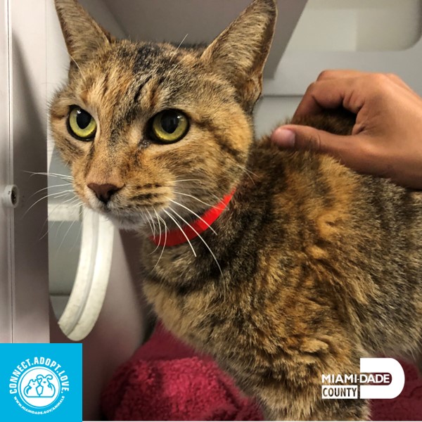 Miami-Dade County Animal Services tweet media