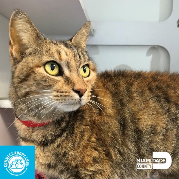 Miami-Dade County Animal Services tweet media