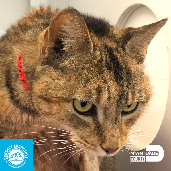 Miami-Dade County Animal Services tweet media