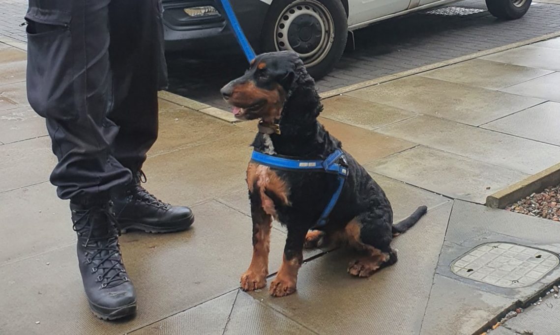 Sniffer dog Ted leads Aberdeen police to drugs find dlvr.it/RtJm3G