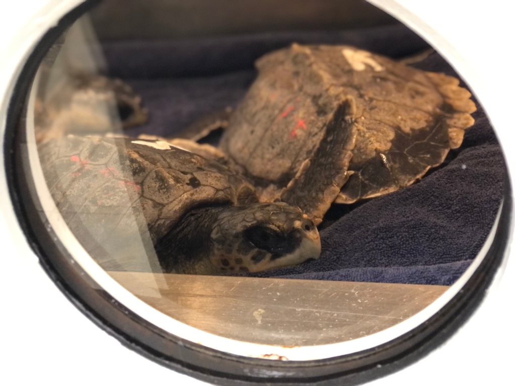 Gumbo Limbo Nature Center tweet media