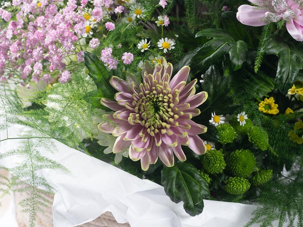 Deze week een prachtige uitbreiding van het #Zentoo pluis assortiment aan de klok met Rossano, Rossano Dark, Rossano Orange, Rossano Elisabeth én Rossano Lime. zentoo.nl/nieuws/823-ros… <a href="/Deliflor/">Deliflor Chrysanten</a>