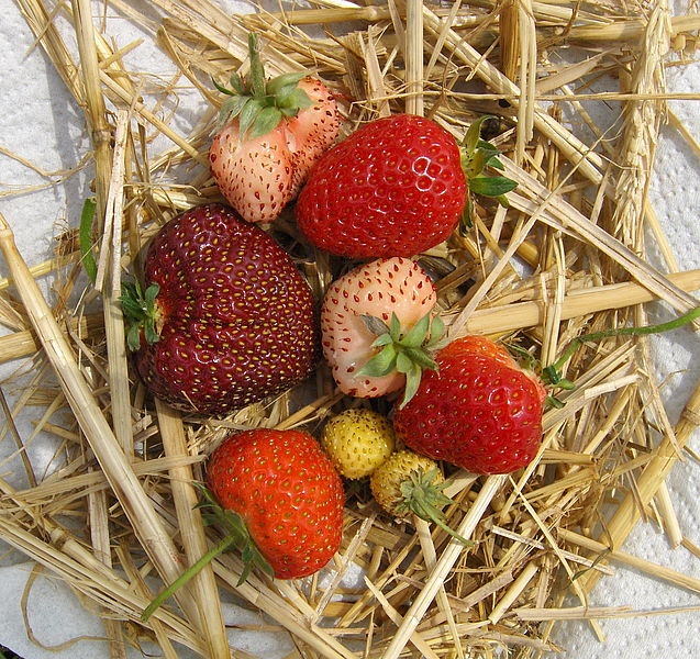 JKI_Bund's tweet photo. Wildarten aus JKI-geführter Genbank Obst sollen #Himbeere, #Blaubeere und #Erdbeere verbessern: Im Projekt #BreedingValueEU wird die verarmte genetische Diversität von #Beerenobst wieder erweitert, um neue Sorten mit günstigen Eigenschaften zu züchten: https://t.co/Xlatwolfhj https://t.co/pri9bqbHsG