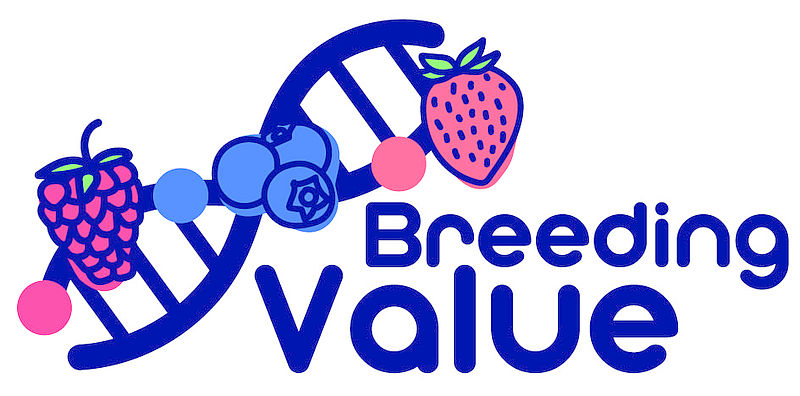 JKI_Bund's tweet photo. Wildarten aus JKI-geführter Genbank Obst sollen #Himbeere, #Blaubeere und #Erdbeere verbessern: Im Projekt #BreedingValueEU wird die verarmte genetische Diversität von #Beerenobst wieder erweitert, um neue Sorten mit günstigen Eigenschaften zu züchten: https://t.co/Xlatwolfhj https://t.co/pri9bqbHsG