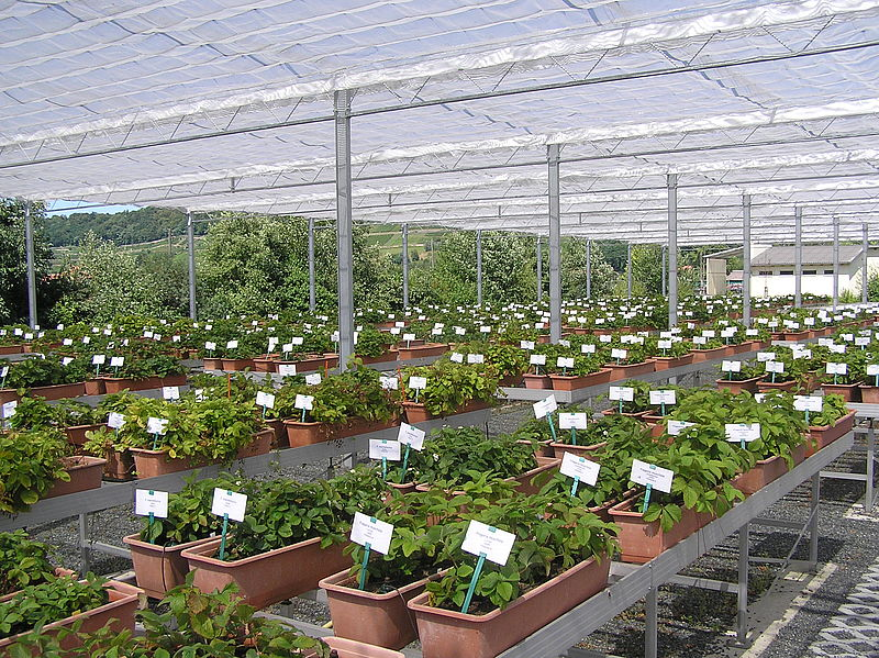 JKI_Bund's tweet photo. Wildarten aus JKI-geführter Genbank Obst sollen #Himbeere, #Blaubeere und #Erdbeere verbessern: Im Projekt #BreedingValueEU wird die verarmte genetische Diversität von #Beerenobst wieder erweitert, um neue Sorten mit günstigen Eigenschaften zu züchten: https://t.co/Xlatwolfhj https://t.co/pri9bqbHsG