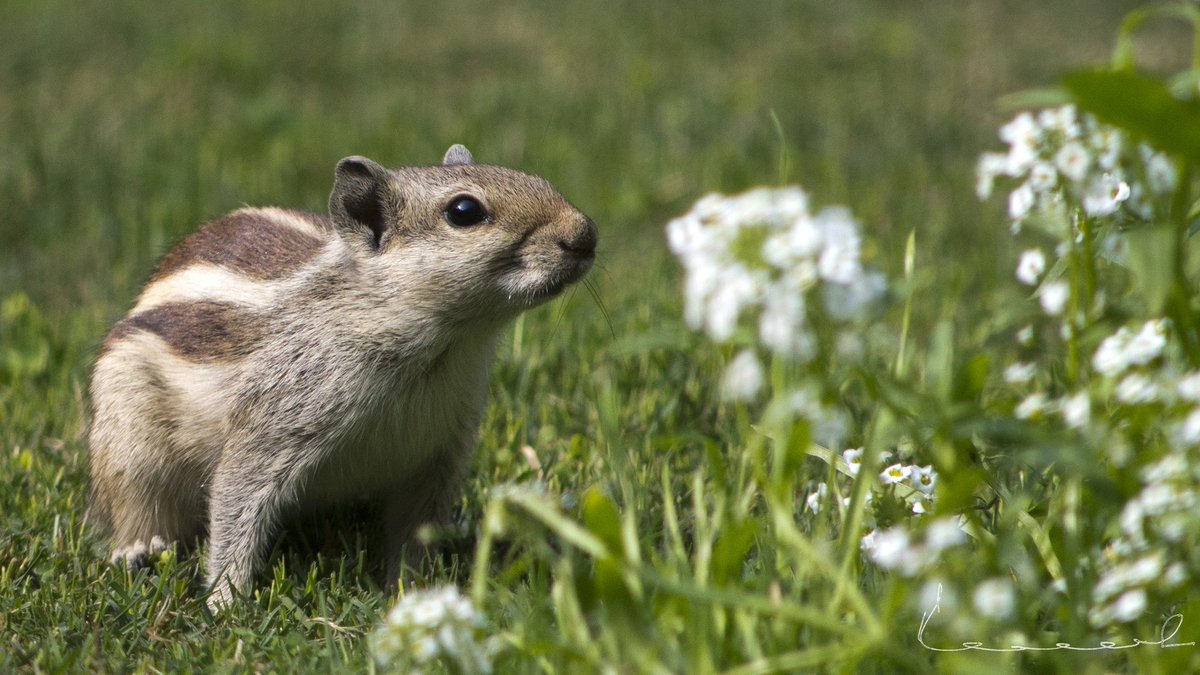 drpranav_kumar's tweet image. #squirrel #NaturePhotography