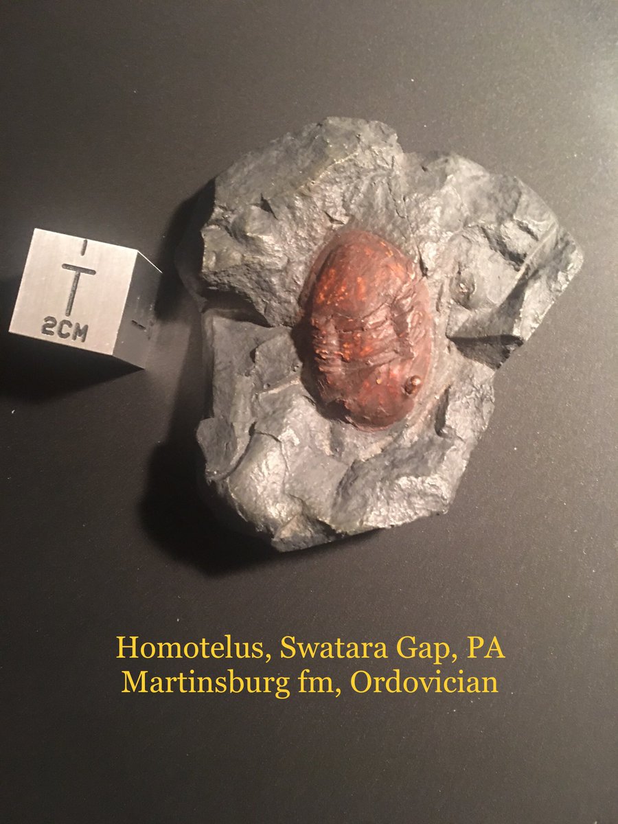 Dipleura tweet media