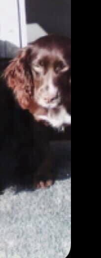 rosieDoc2's tweet photo. I’m really hoping some1 can help. I’m raging. 
22/2/21 two of my grandparents dogs were stolen,Pickle&amp;Betty.  taken from kennels
pickles black and Betty is brown. 
chipped.West #Berkshire area but could be anywhere now. 
Pls msg me or text/ring 07874260193 https://t.co/LVX7iL8KrE