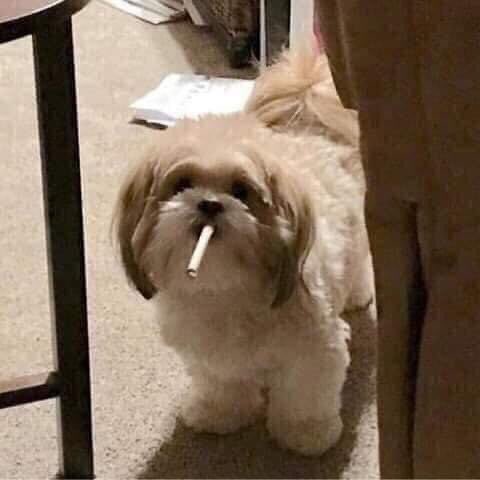 Petourist's tweet image. Qué ves? Sigue scrolleando