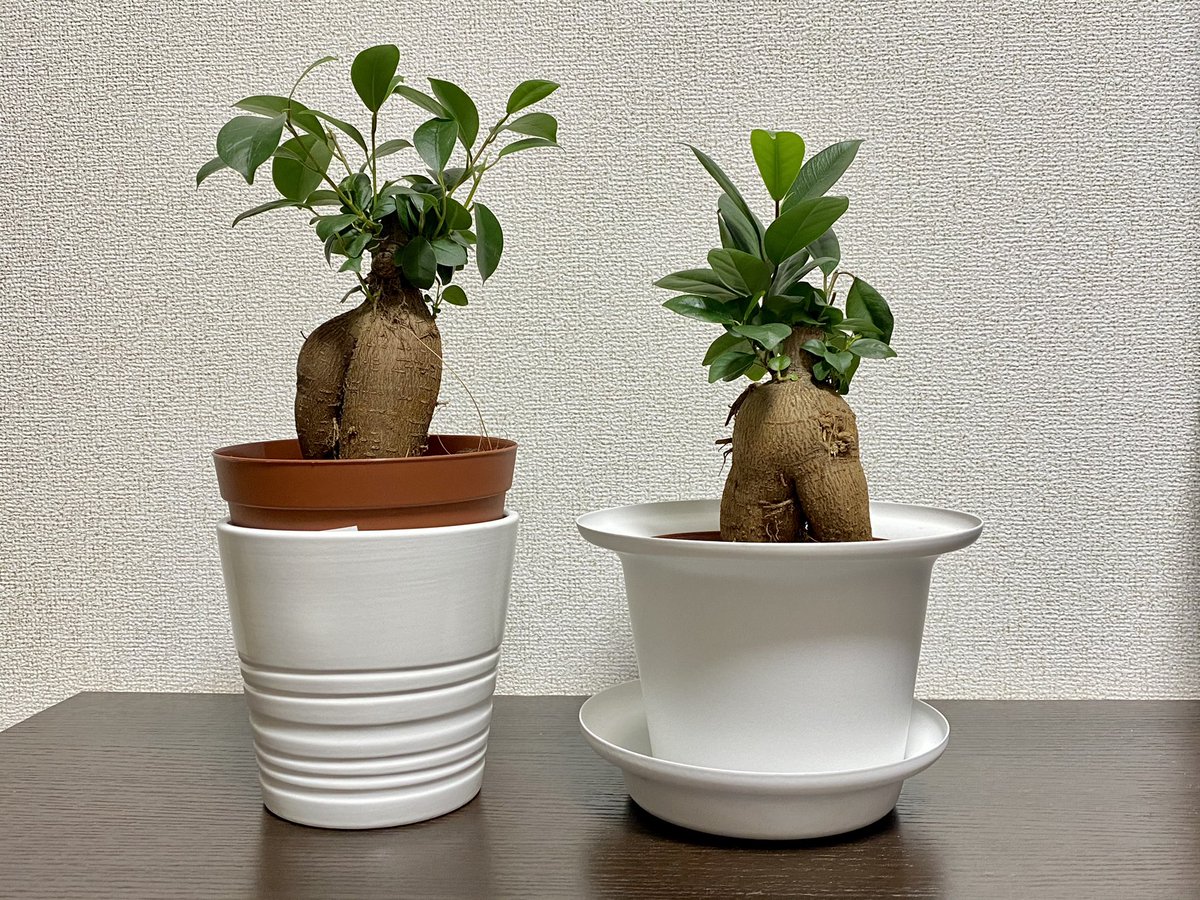 幸せを呼ぶ木 幸せを呼ぶ木