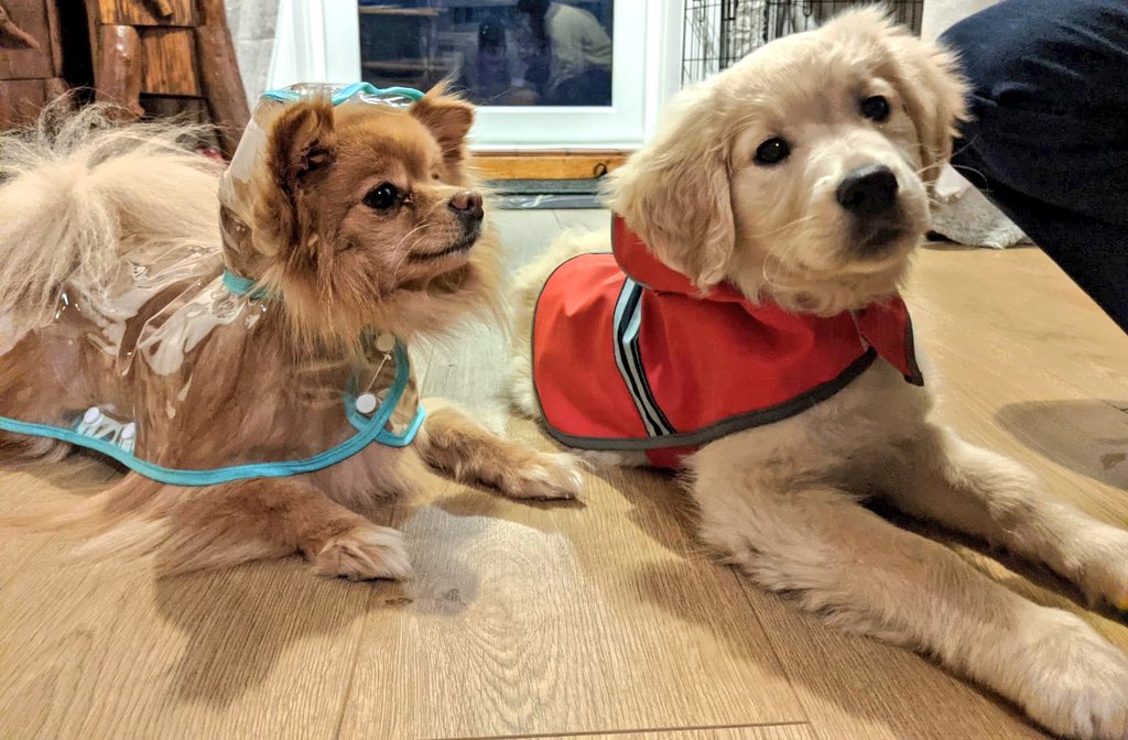 LindsayConch's tweet photo. My two girls showing off their  threads! Their little faces has absolutely cheered me up. 🥰

#tuesdayvibe https://t.co/uJC3Se51t5