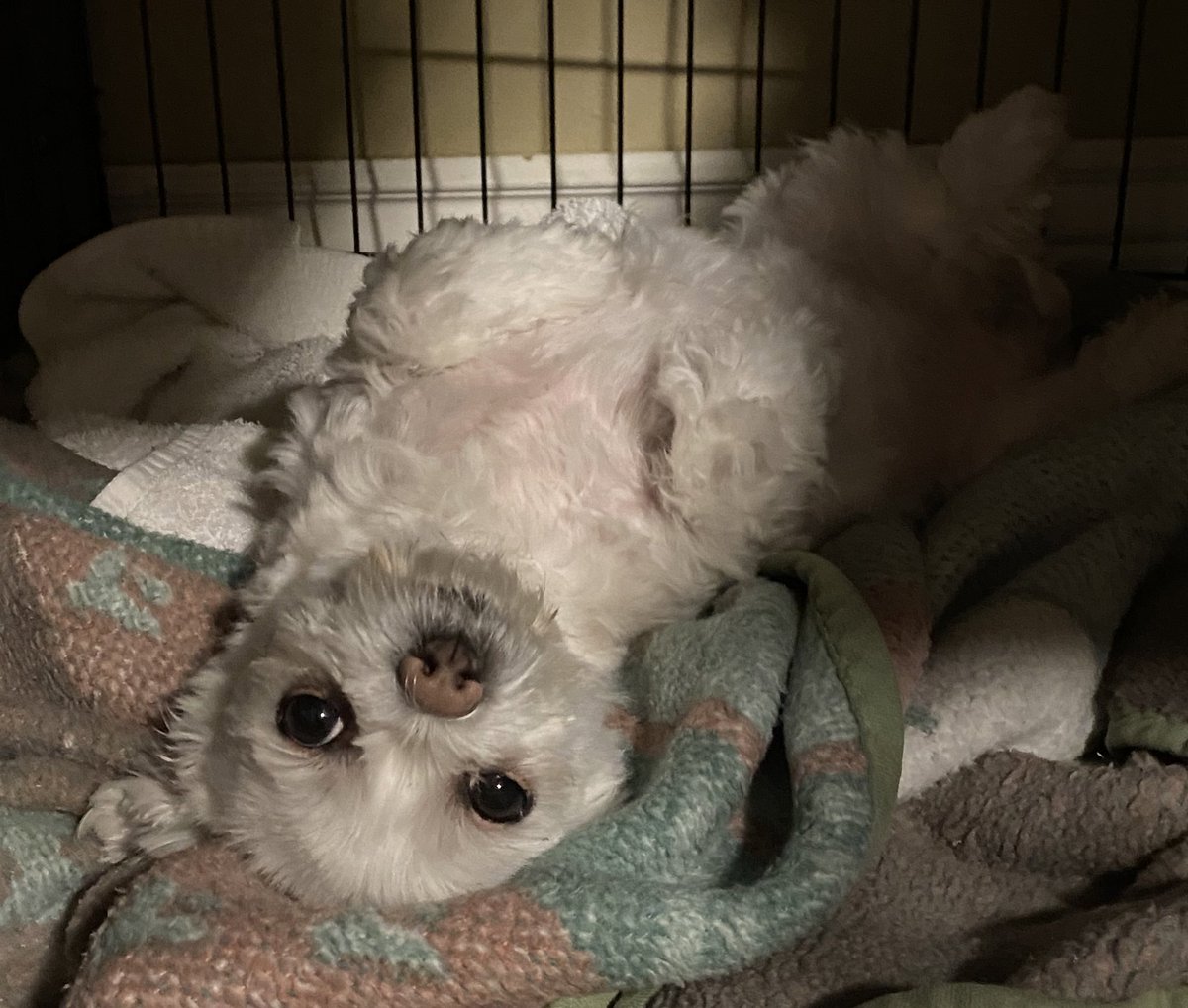 bbhtweetbot's tweet image. Rat says good night!