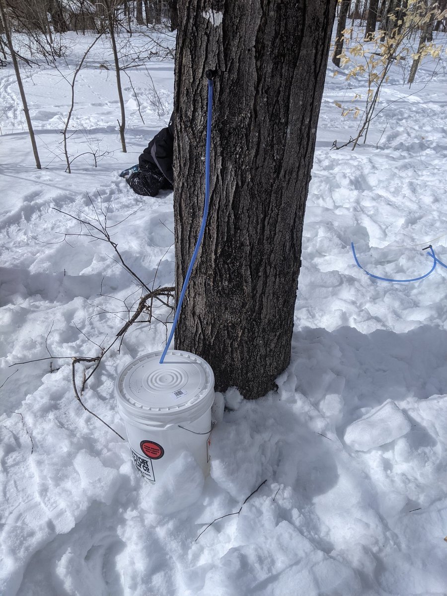 Started tapping some maple trees yesterday! First attempt at making maple syrup initiated. 🤞