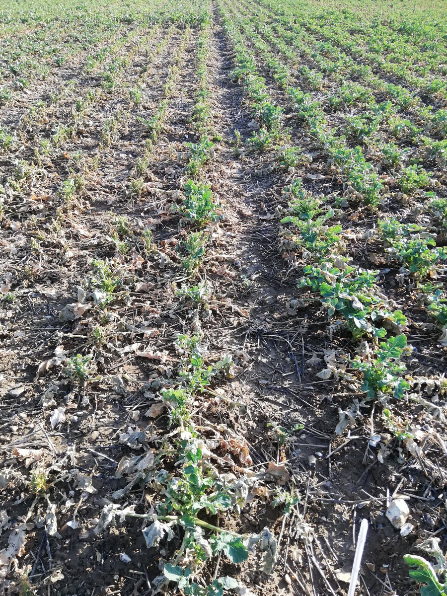 #VuDansLesEssaisCeJour Pas toutes aussi robustes les variétés de #colza face au gel intense de début Février.   #MerciChersSelectionneurs #LGsemences