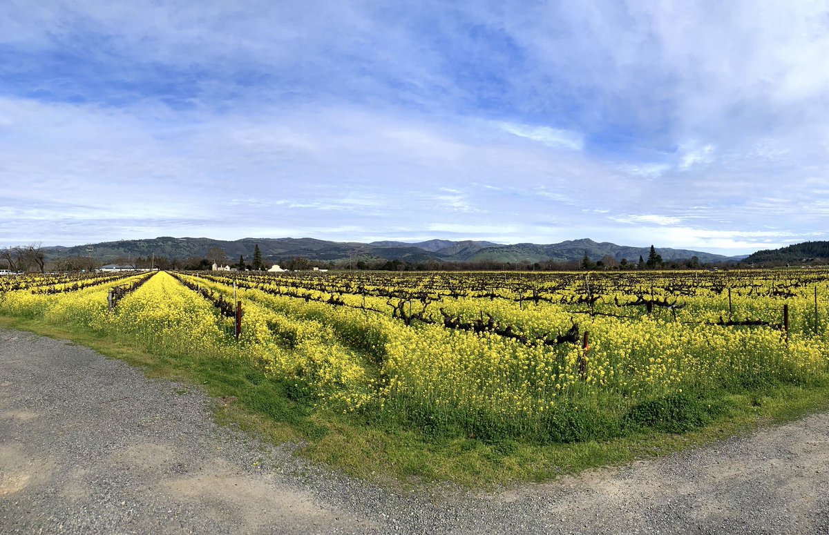 It’s Mustard Season in Napa! 😉💛🌼 From January to March, Napa Valley is abloom with beautiful fields of yellow mustard flowers. Mother Nature is surely redeeming herself after last years crazy fire season #napastrong #napavalley #winecountry