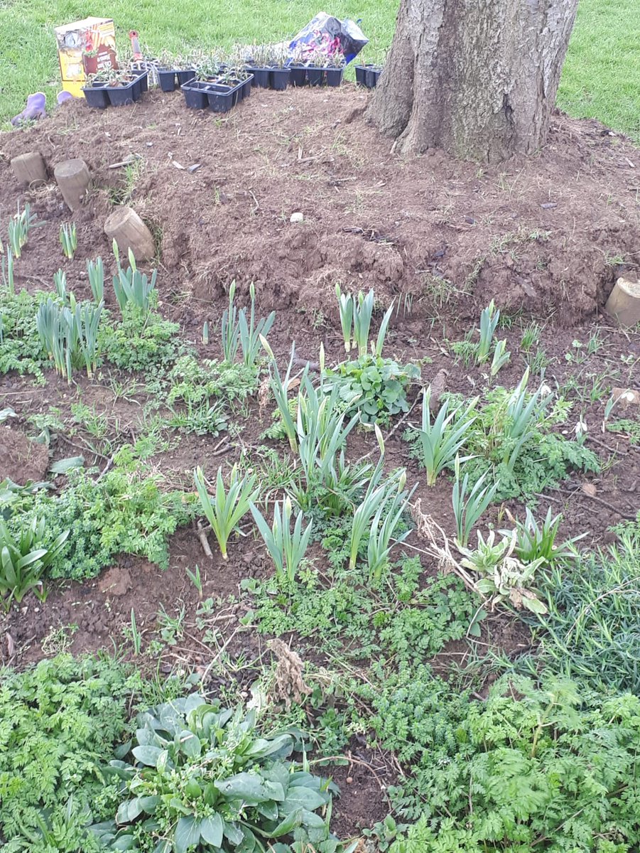 Stratford_CG's tweet photo. Our #communitygarden #volunteers worked hard at planting bulbs. We gave them Horticultural training in bulb planting. Before lockdown they gained 1st hand experience and then did written work which has been assessed. It'll be rewarding to see both flowers and people bloom. :-D https://t.co/D7NeWdrj4d