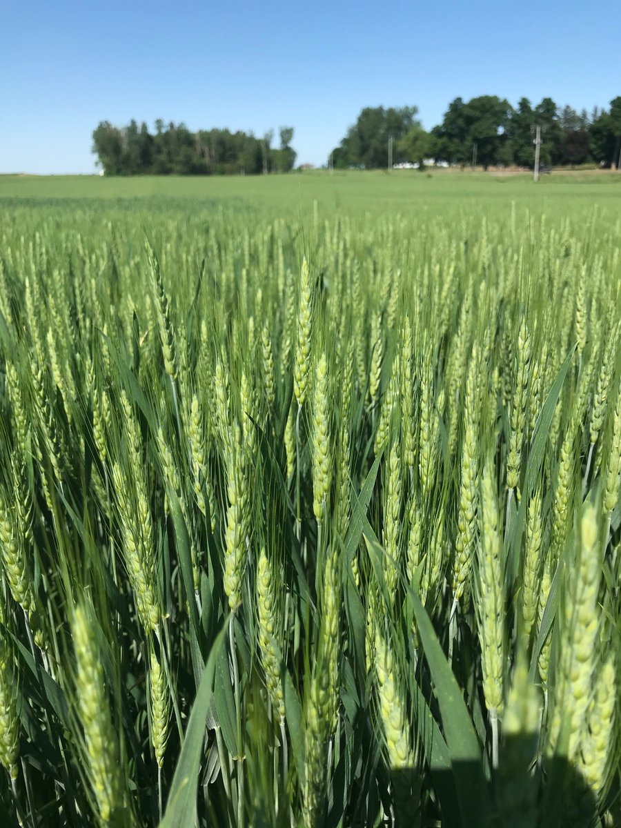 wellburnag's tweet photo. To all of the Canadian farm families who work hard to produce safe, nutritious and sustainable food- Happy #CdnAgDay https://t.co/kFOANxs1Or