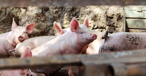 ekruger's tweet photo. Huawei diversifica su negocio: IA para granjas de cerdos y laboratorios para minas de carbón https://t.co/mYl1Kz24Q7 https://t.co/G3PbDlURxQ