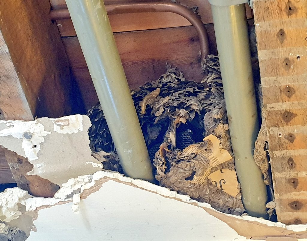 FranciscaSconce's tweet photo. Wasps are wondrous things.
We found this wasp nest in a ceiling in #wildputney during building work today.
The wasps had included a newspaper from November 1989.
#wasplove #insects #entomology @WaspWoman @Liam_M_Crowley @bwars2000 @bigwaspsurvey https://t.co/JAYwaXIzTF
