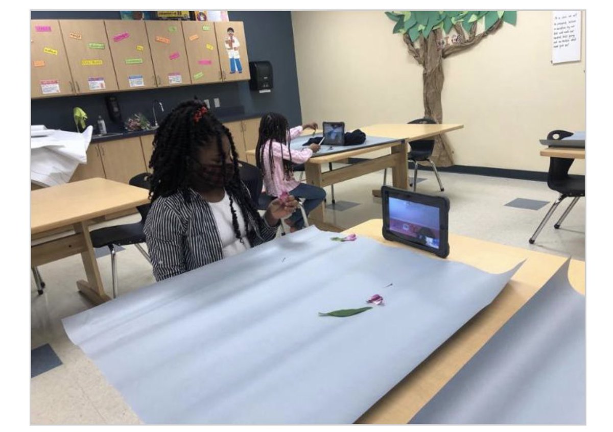 palms_west's tweet photo. Students found the petals, stamens, pistils, pollen, and ovules and learn more about how a plant reproduces. #palmswestcharter #csusaproud #WhereGreatHappens  #growingleaders  #oneteamonefight #homelearning @CSUSAhq @CSUSAJonHage @drdchristiansen @EddieRuiz531 @galatop1 https://t.co/FTPN4bADzz