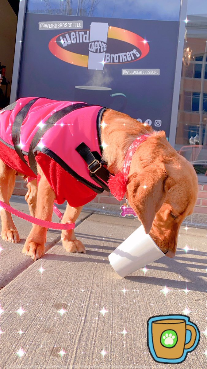 TobyAndArchie's tweet photo. Morning puppuccino! @weirdbroscoffee @VillatLeesburg 

#rescuedog #rescue #adopted #adoptdontshop #dcdogs #dcdogmoms #starbucks #loudouncounty #bassethound #mixbreed https://t.co/FYzklRI2iW