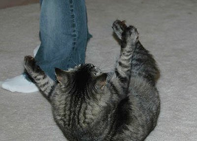 Код нападает на человека. Кусачий котенок. Котик на руках. Мем банда котят. Кот кидается на ноги.