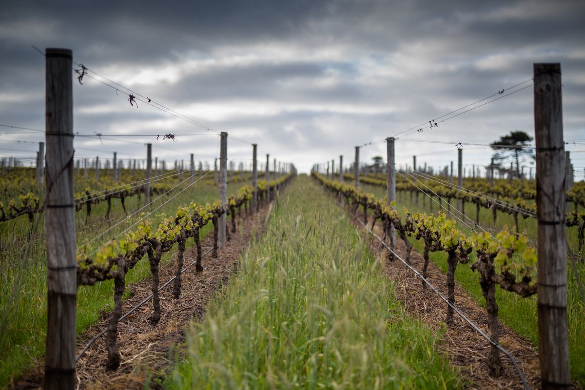 Don't miss your first and only chance to try <a href="/oakvalleywines/">Oak Valley Wines</a>'  Bordeaux blend! This breathtakingly beautiful South African property has given us exclusive access to the last vintage of this wine: ow.ly/mAaG50DHGUc  <a href="/CastelnauUK/">CastelnauUK</a>