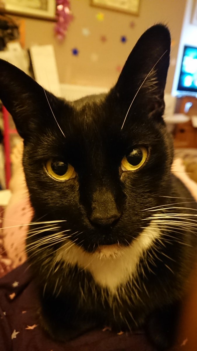Laffy_the_cat's tweet photo. Female hooman not feels well todays, me looking after hers AND making sures deres no zombs aboot! #CatsOfTwitter #ZSHQ #lovingkitty #grrrrr https://t.co/OJFLTi5NtZ
