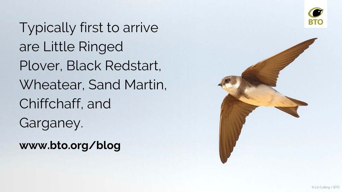 _BTO's tweet image. As spring seems to be slowly arriving in the UK, what birds might it bring with it? Read this month's #MigBlog by @suffolkbirder and @PAStancliffe to find out! 
bto.org/community/blog…