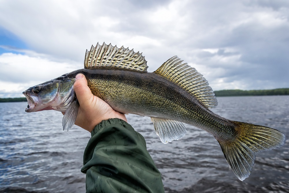 рыба в реке вятка кировской области. самая большая рыба реки ахтуба. какие рыбы водятся в водохранилище. какие рыбы водятся в водохранилище. рыбинское водохранилище рыбалка.
