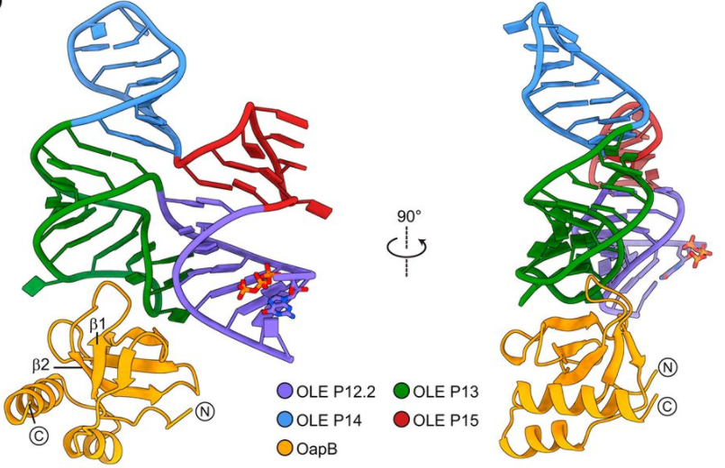 RonBreaker's tweet image. The biochemical function of OLE RNA is still unknown, but about 10% of this large #noncoding #RNA structure is now modeled at atomic resolution with one of its protein partners. OLE provides bacterial resistance to cold, alcohols, and Mg2+. See: pnas.org/content/118/9/… @PNASNews