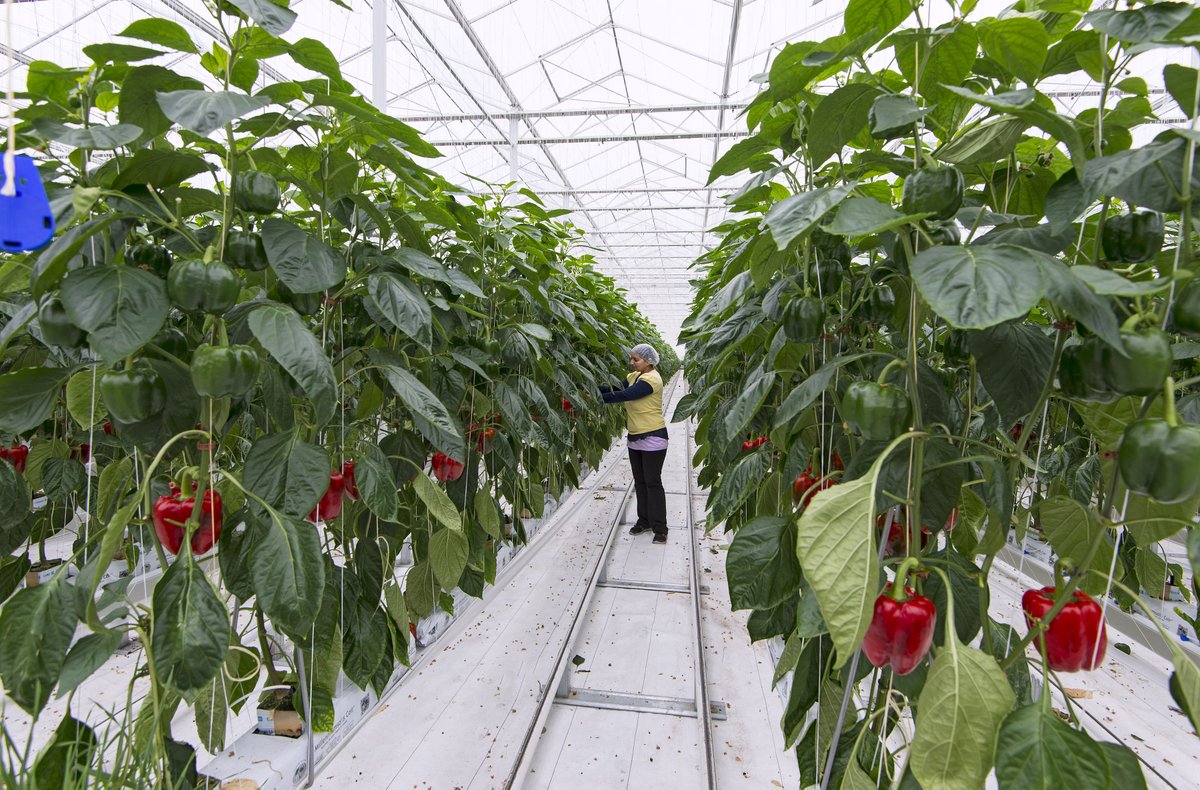 AAFC_Canada's tweet image. It’s #CdnAgDay! 🎉 Today, we celebrate the people that make our food so great.