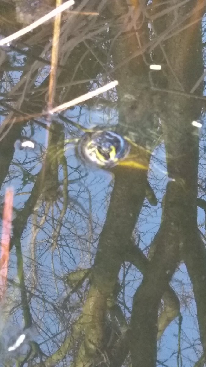 c3_toc's tweet image. Hey Leute. Ich bin wieder da 🎉 Winterschlaf ist nun beendet.