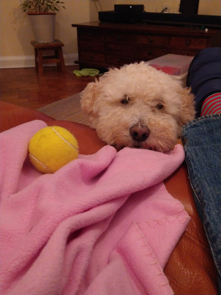 Can I come and play with Rocky? @toon_lara Lara Woodard