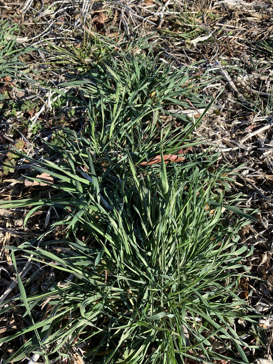 cropswalkerprm's tweet photo. Cereal Rye after the “Snow-pocalypse 2021.” Two inches of ice with 2.5 inches of snow for 5 days, combined with single digit to sub-zero temperatures. Cereal rye appears very healthy two days after the thawing started.  #covercrops #regenerativeagriculture #FarmingTwitter https://t.co/6B53cmWTZ0
