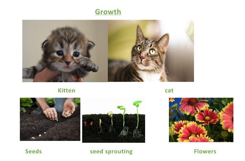 ChilternY4's tweet photo. #Science Living things and their habitats. These wonderful posters were created to explain one of the seven characteristics of all living things; movement, reproduction, sensitivity, nutrition, excretion, respiration and Growth #KS2 #remotelearning #lifeprocesses #ScienceMatters https://t.co/J7umJju1Le