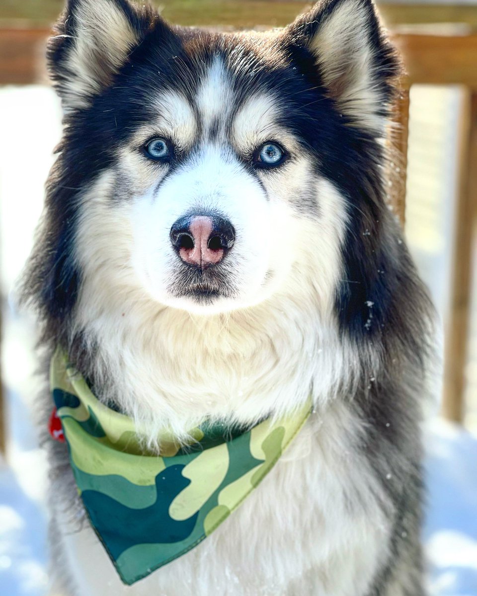 RT @HuskiesOlympian: Hello friends!!-Thor 
#dogsoftwitter #huskies https://t.co/KG6ZieTjk7