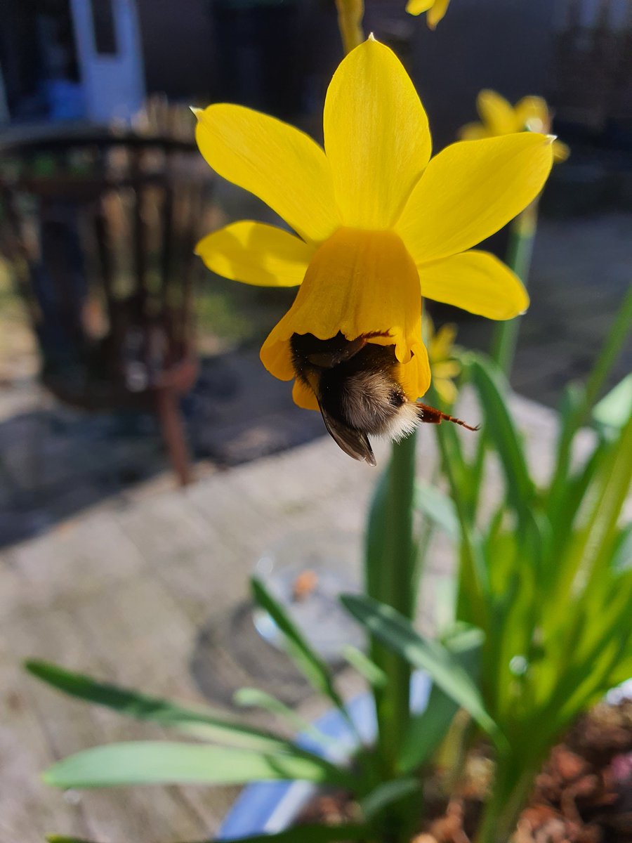 geeadriaansz's tweet photo. Vandaag heerlijke dikke hommeltjes in de #tuin 🥰 kijk nou die #bumblebutt..! Schattiger kan haast niet 😍🐝🌿 #hommel #bij #bijen #bijenindetuin https://t.co/FYENIVcK1L