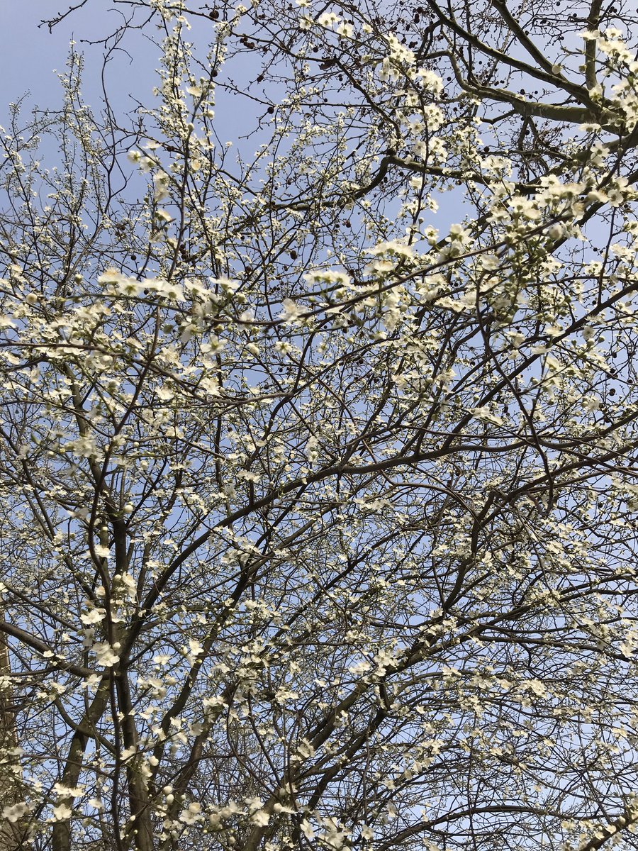 borderouge's tweet photo. Le printemps est arrivé doucement fin février @borderouge @Toulouse https://t.co/av3Io7WN1c