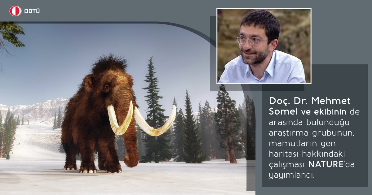 Biyolojik Bilimler öğretim üyemiz Doç. Dr. Mehmet Somel ve ekibinin yazarları arasında yer aldığı, mamutların gen haritasına yönelik çalışma Nature'da yayımlandı: nature.com/articles/s4158… @compevometu #ODTÜ #METU