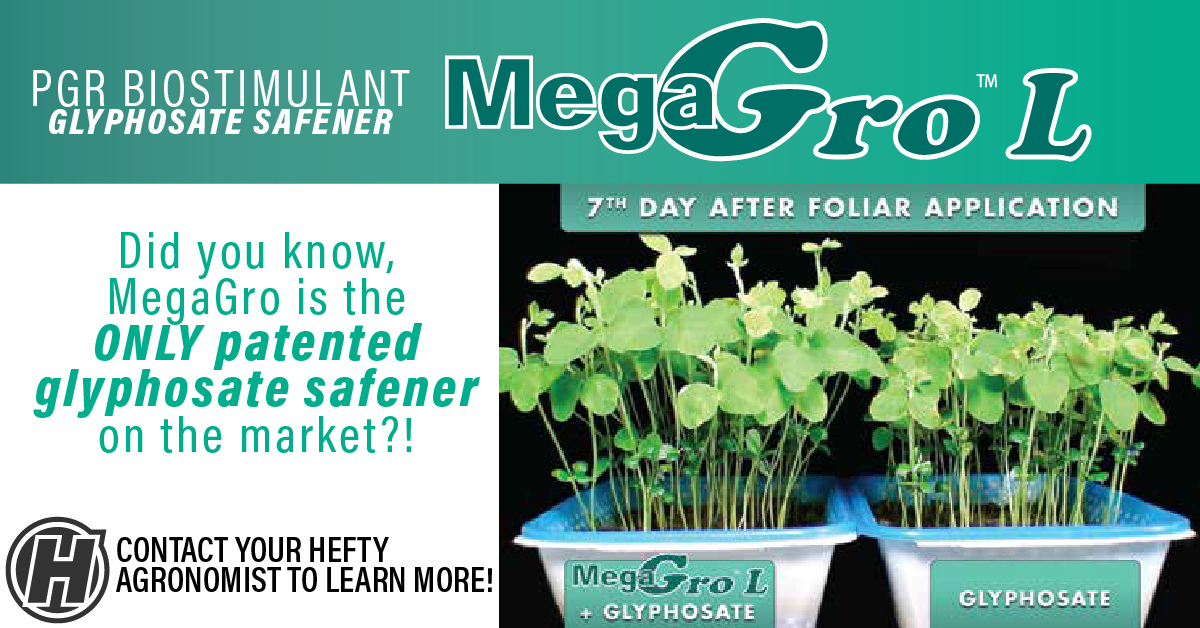 HeftySeed's tweet image. Adding MegaGro to your glyphosate application could boost your crop&apos;s ability to keep growing during periods of stress!

Contact your local Hefty Agronomist to learn more about MegaGro today!
heftyseed.com/locations