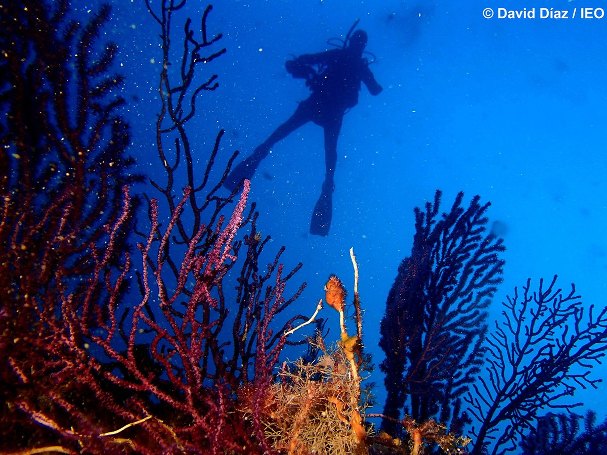 QuiquetGrao's tweet photo. Tradición marinera Grau de Castelló: Científicos del IEO constatan la riqueza de los fo... https://t.co/aBC88cpGTJ #ieo #columbretes #cientificos #gorgonias #Mediterranean #mediterraneo #MediterraneanSea #islascolumbretes #colcarto #LIFEINTEMARES #algaslaminarias #fondosdemaërl https://t.co/Xp6pFqd38P