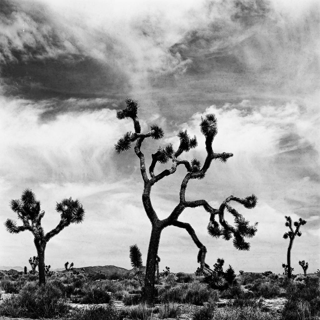 MLHannahFineArt's tweet photo. Hasselblad loaded with @ilfordphoto SFX film on a cloudy day in Joshua Tree.
Hasselblad loaded with @ilfordphoto SFX film on a wonderfully cloudy day in Joshua Tree. #hasselbad #Ilford #ilfordsfx200 #joshuatreenp #bnwfilmphotos #believeinfilm #filmphotomag #filmphotography https://t.co/4ckTma5ZbK