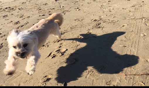 valedimaggio_23's tweet photo. Corri Lia🐶#canidiinstagram #canifelici #animals #amicoaquattrozampe🐾 #amicofedele #amicocane #correreinspiaggia https://t.co/0xiyYFa6CF