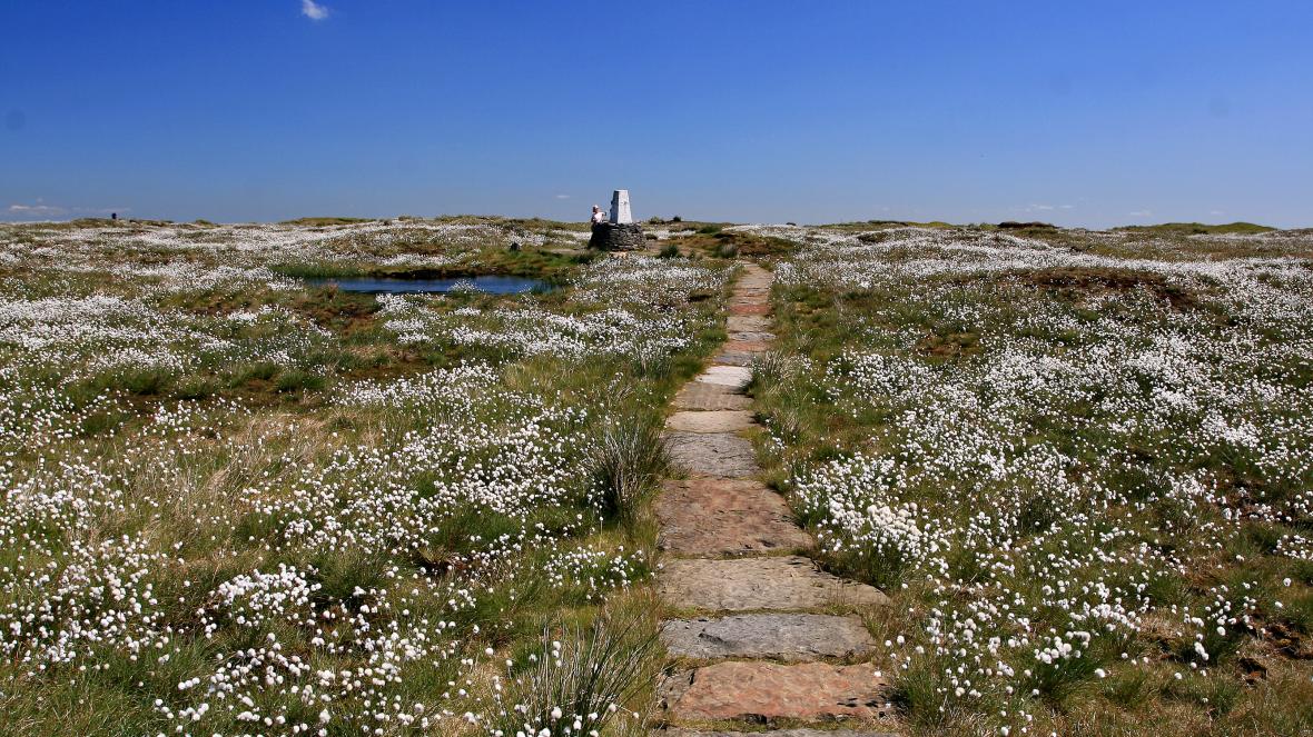 Our new #environment newsletter covers the most important stories from @TheTimes, @TheSundayTimes and beyond; hand-picked each week by science editor @Ben_Spencer. This week featuring 'England's rainforest”, also known as the Great North Bog (pictured): nuk-tnl-deck-email.s3.amazonaws.com/61/d7d741735f9…