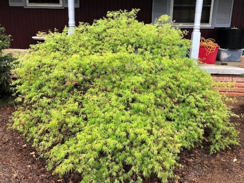 themapleridge's tweet photo. Acer palmatum 'Washi-no-o' is a pendulous green lace leaf Japanese maple with long serrated leaves. What are some of your favorite green dissectums? https://t.co/tgFfeRiJtx
#acerpalmatum #japanesemaple #dissectum #laceleaf #weeping #pendulous #green #dwarf #spring #springcolor https://t.co/jehyBvFAQh