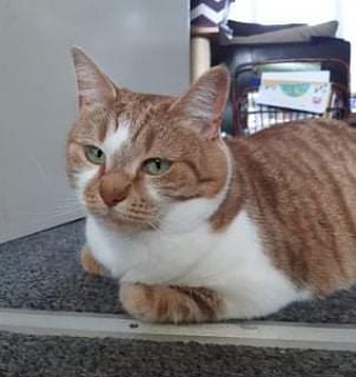 AnimalComms's tweet image. Since her last #animalcommunication session Bella has settled really well in her new home. She is loving playtime and spending more time with the #family #CatsOfTwitter #CatsOnTwitter #cats #pets