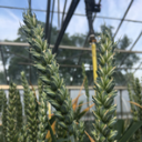 ensembl's tweet photo. Nine new wheat cultivars added to our #pangenome set for #Ensembl103. Let's get baking!
🍞🥐🥖🥞🍔🍕🌭🌮🍰🍪🍩🎂
https://t.co/nOjzu8eNph https://t.co/fXeELEpjUg